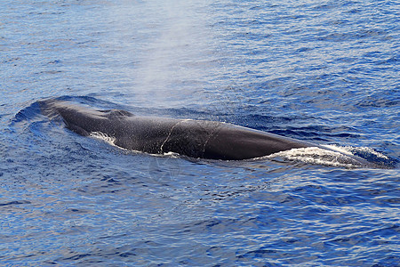 鲸鱼表面露骨白羊膜生活白色盘子海洋座头鲸磷虾母亲蓝色野生动物尾巴图片