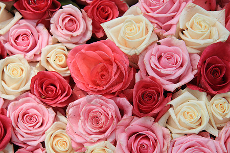 安排的白玫瑰和粉红玫瑰白色植物学婚礼花朵花店玫瑰绿色花瓣花束植物群图片