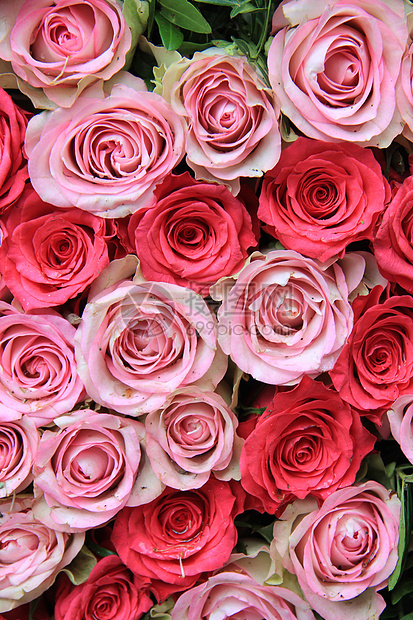 粉红玫瑰植物群植物绿色花朵花束植物学花瓣花店图片