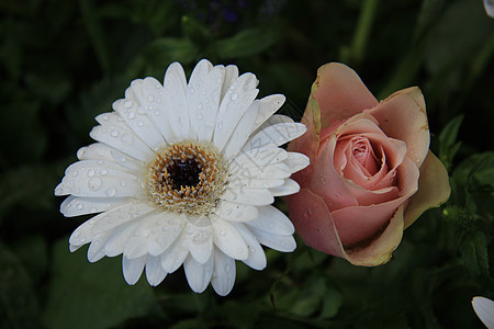湿白色发热器花店绿色花朵花瓣水滴阵雨粉色植物植物学花束图片