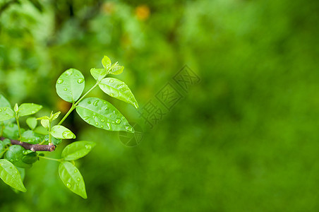 绿色叶子 自然新鲜细节桌面树木团体花园背景植物脉络边界墙纸公园背景图片