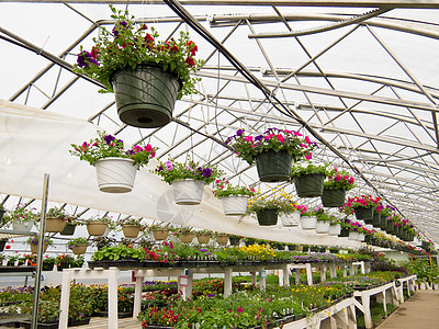 花朵在园艺中心的软顶温室里生长园林销售植物零售花园绿色植物寝具苗圃栽培绿化图片