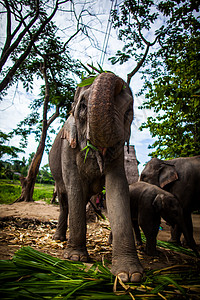 成熟的雌性大象口中含甘蔗 在地面上吃食 在空中干燥公园哺乳动物野生动物丛林皮肤荒野旅行友谊力量家庭图片