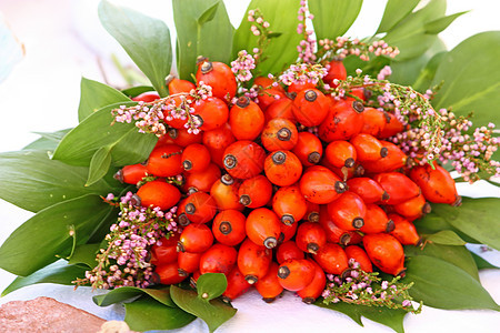 玫瑰臀部红色荒野草本叶子植物水果绿色花束医疗食物图片