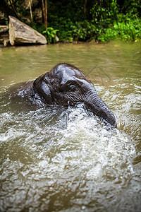小象宝宝坐在瀑布中间 河边的瀑布上哺乳动物荒野家庭公园野生动物鼻子场地友谊国家旅行图片