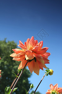 花草和蓝天空晴天风景橙子草原地平线城市蓝色天空公园植物群图片