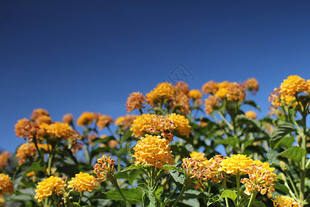 黄黄花草地和蓝天空环境风景天气紫色阳光植物群农田蓝色地平线太阳图片