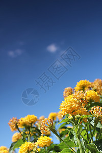 黄黄花草地和蓝天空晴天植物地平线环境自由紫色城市蓝色叶子天气图片