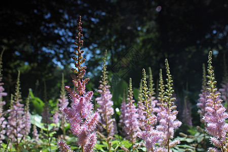 粉花花林植物公园季节花园旅行天堂宏观气候草地薄雾图片