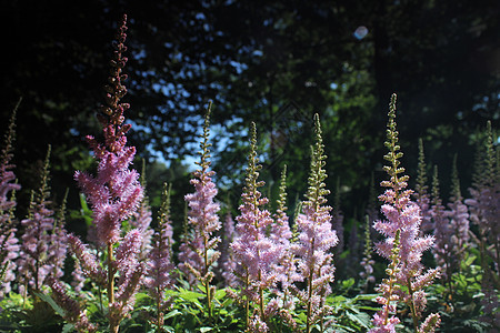 粉花花林薄雾旅行植物宏观季节植物学天空阳光环境花园图片