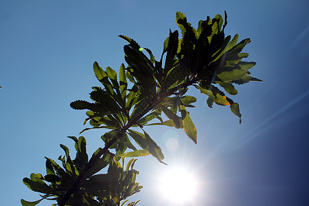 夏日的太阳和植物图片