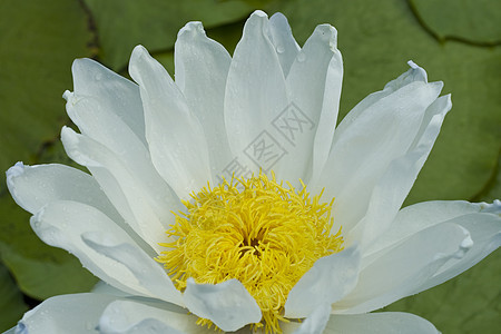 紧贴白莲花季节植物群荷花叶子百合荒野异国环境池塘植物图片