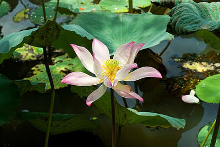 莲花开花花瓣植物灌木百合花园繁荣花萼异国莲花状荷花图片