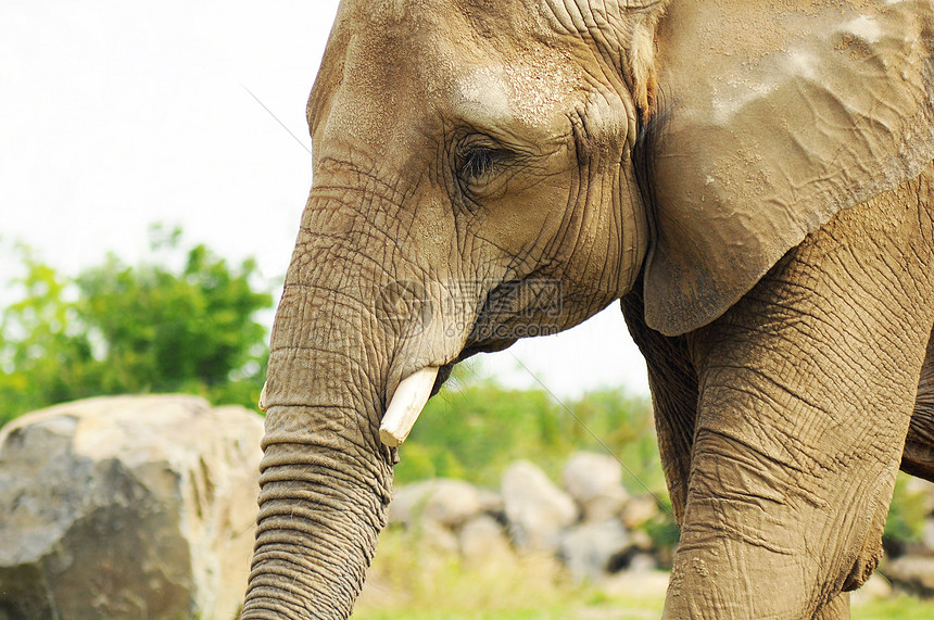 大象肖像象牙厚皮动物动物园皮肤游戏獠牙皱纹俘虏树干图片