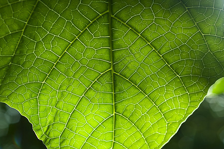 绿叶质静脉绿色植物宏观生物学线条细胞园艺植物环境生长图片