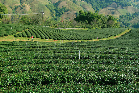 茶叶种植天空水平阳光英亩植物蓝色沙龙种植园草地晴天图片