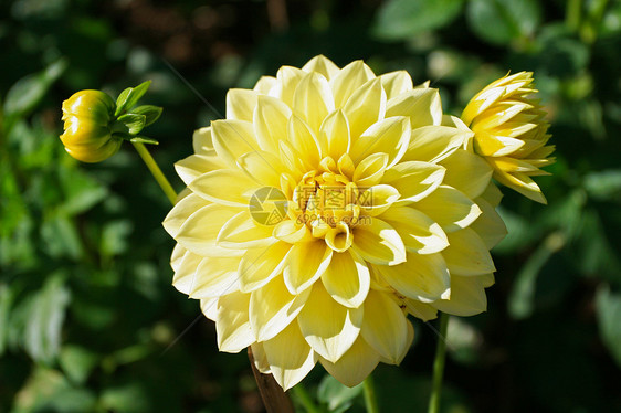 Dahlia 花朵绿色宏观植物群生长公园灯泡植物橙子叶子地球图片