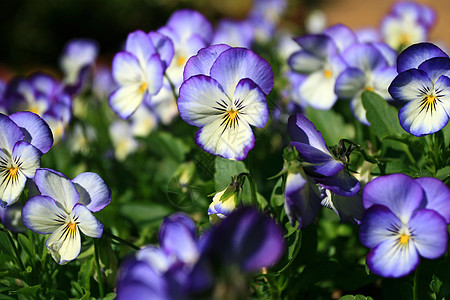 紫花花农村园艺国家植物花园荒野场地蓝色草本植物香气图片