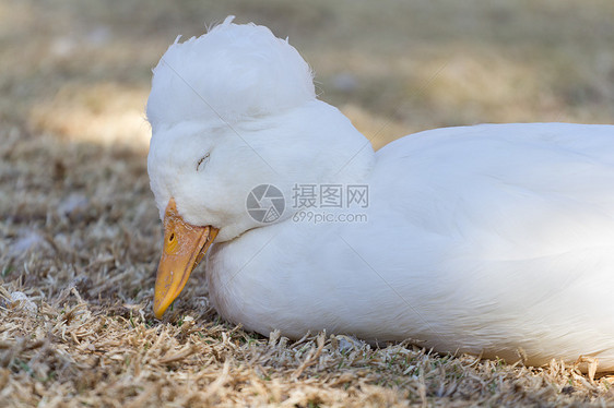 沉睡鸭野生动物白色羽毛鸭子翅膀动物图片