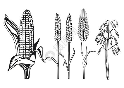 谷物品种图片