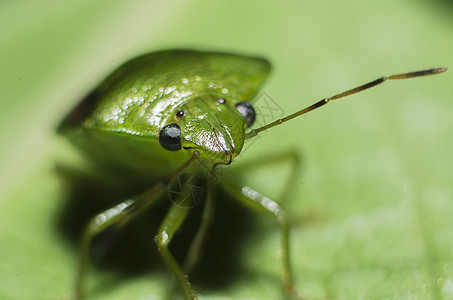 臭臭虫害虫叶子自由化合物环境生物速度生活翅膀眼睛图片