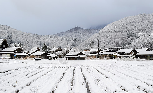 雪雪种植园图片