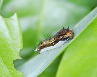 毛毛虫昆虫学眼睛动物群季节生物学生物昆虫花园公园荒野图片