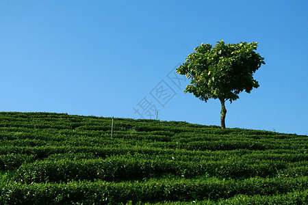 茶叶种植园中的孤树晴天水平英亩天空蓝色植物孤独土井草地绝缘图片
