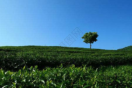 茶叶种植园中的孤树绿色植物晴天水平土井孤独天空沙龙草地英亩图片