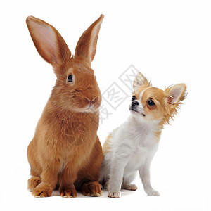 和兔子宠物白色伴侣动物农场工作室棕色犬类友谊图片