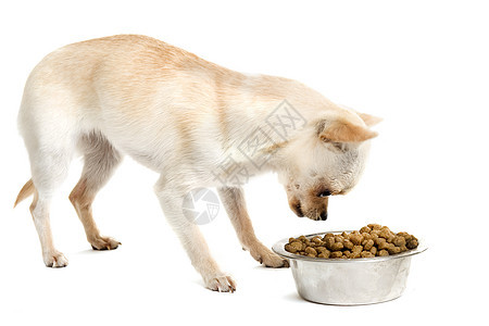 小狗吉娃娃和食物碗棕色工作室犬类宠物食品狗粮动物棕褐色白色伴侣图片