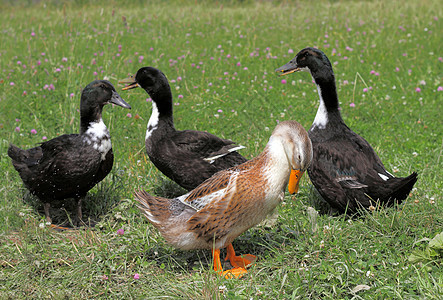 鸭子在湖中游泳翅膀水禽姿势池塘生活荒野尾巴男性野生动物农场图片
