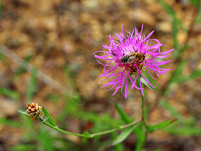 工作蜜蜂和鲜花图片