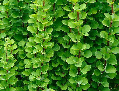 绿色树枝和绿莓树叶的背景图片