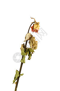干玫瑰生活悲伤花瓣废墟脆弱性老化叶子树叶脊柱死亡图片