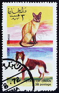 1972年阿曼 猫和狗邮票动物集邮邮政邮件办公室哺乳动物古董邮戳半岛图片