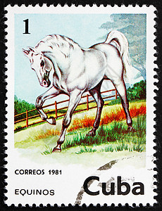 古巴 1981年 马动物古董船运集邮邮政宏观收藏动物群哺乳动物邮戳图片