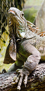 蜥蜴冒充森林动物园宠物热带爬虫身体皮肤雨林荒野图片
