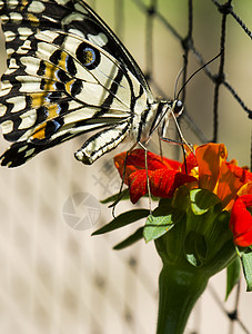 石灰蝴蝶橙子向日葵翅膀柠檬花园恶魔蠕形螨底面女王昆虫图片