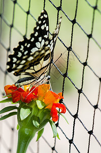 石灰蝴蝶底面翅膀花园君主蠕形螨花瓣柠檬女王恶魔橙子图片