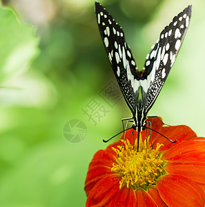 石灰蝴蝶花园底面花瓣恶魔柠檬向日葵昆虫蠕形螨翅膀君主图片