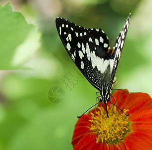 蝴蝶在花上觅食柠檬底面蠕形螨橙子恶魔女王花瓣花园翅膀君主图片