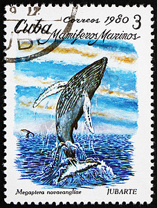 古巴邮戳 1980年 Humpback鲸图片