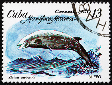 古巴邮戳 1980 Cuvier's Beaked鲸图片