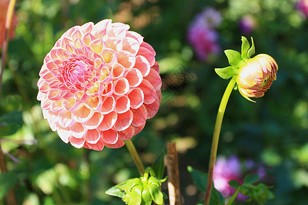 Dahlia 花朵生长叶子农业花瓣植物热带晴天公园大丽花绿色图片