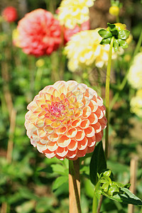 Dahlia 花朵叶子地球花瓣季节绿色灯泡公园橙子宏观生长图片