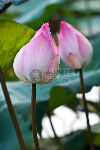 粉莲花花珠紫色荒野植物学荷花花瓣情调反射公园花朵树叶图片