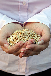 妇女手中的小麦栽培棕榈杯状烹饪谷物面包师粮食工人植物收成图片