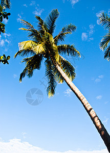 椰子奢华阳光热带海景旅行棕榈海滩天空叶子异国图片