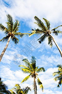 椰子异国天空旅行晴天叶子海滩奢华海景海洋棕榈图片